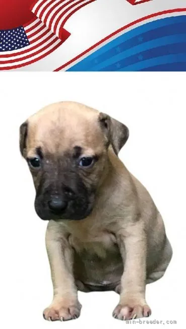 ID：2110-01353の子犬