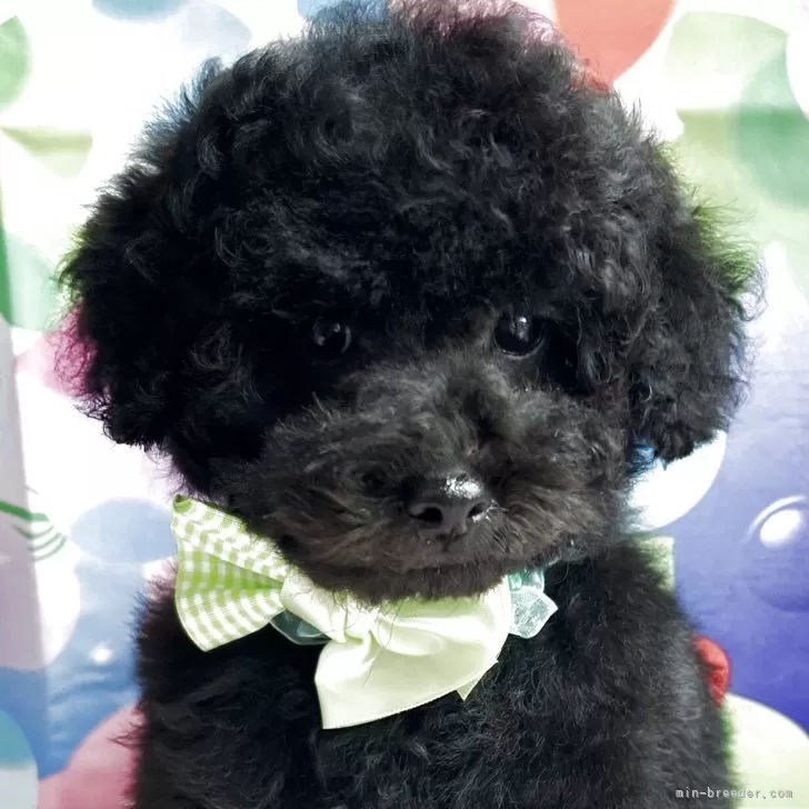 M.Y 様のお迎えした子犬
