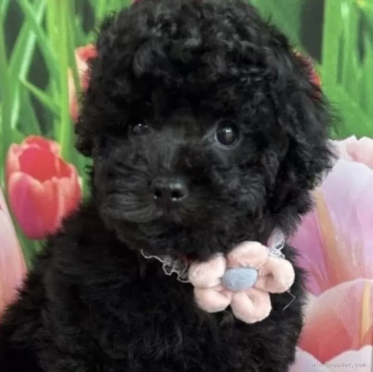 ID：2402-00056の子犬