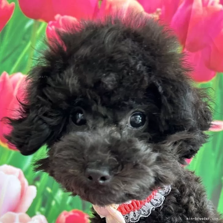 ID：2311-05316の子犬