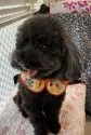 タイニープードル【三重県・女の子・2022年3月12日・ブラック】の写真5「母犬のはなちゃん」