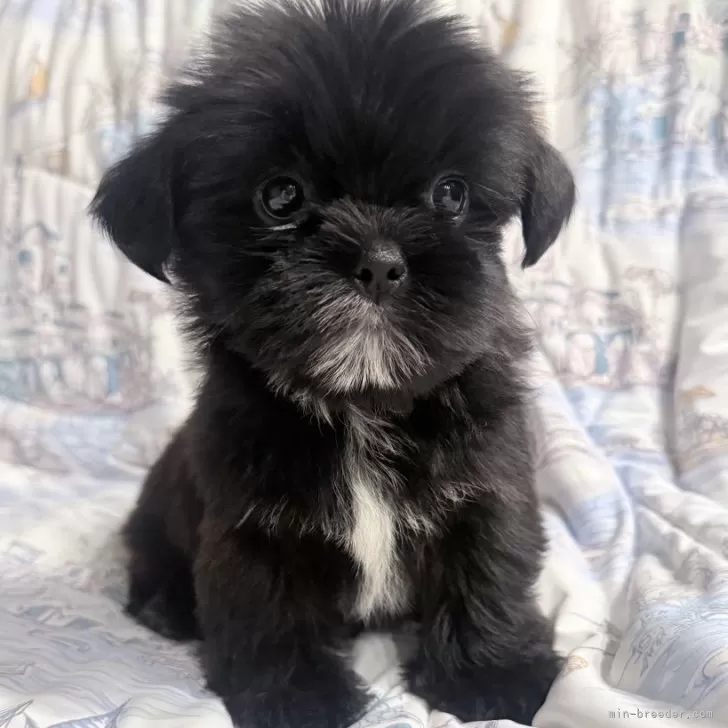 ミックス(ヨークシャーテリア×シーズー)【奈良県・女の子・2025年9月16日・ブラック&amp;ホワイト】の写真1