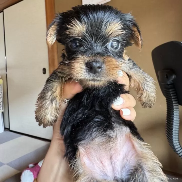 みい 様のお迎えした子犬