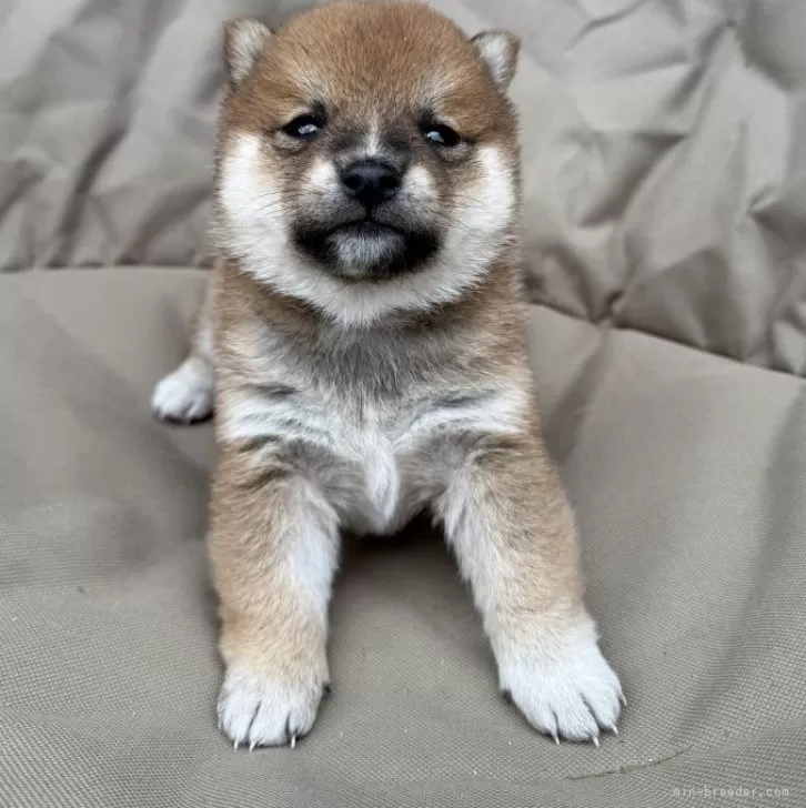 ID:2412-02252の子犬