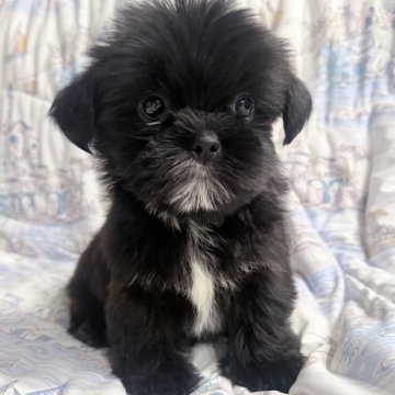 ミックス(ヨークシャーテリア×シーズー)【奈良県・女の子・2025年9月16日・ブラック&ホワイト】の写真「大きいなお目目可愛い女子❤️」