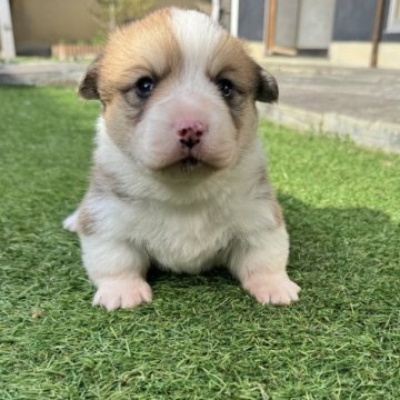 ウェルシュ・コーギー・ペンブローク【奈良県・男の子・2025年11月12日・レッド&ホワイト】の写真「顔がイケメンで、足腰もしっかりしてる男前です🌟」