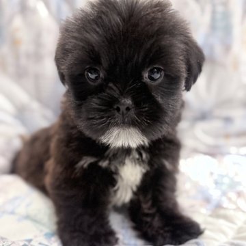 ミックス(ヨークシャーテリア×シーズー)【奈良県・男の子・2025年9月16日・ブラウン&ホワイト】の写真「活発な男の子です🩷」