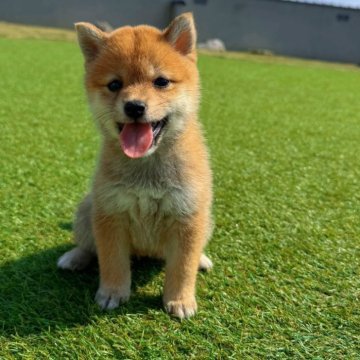 柴犬(豆柴)【奈良県・女の子・2025年7月18日・赤】の写真「たぬき顔〜かなり小柄な豆ちゃんです✨」