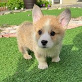 ウェルシュ・コーギー・ペンブローク