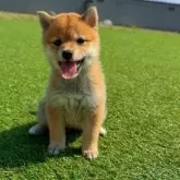 豆柴