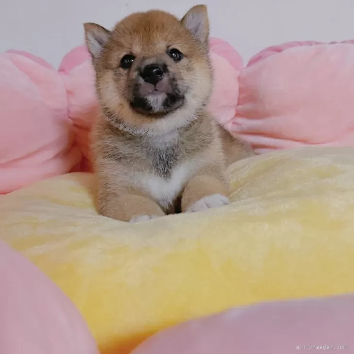 ID：2407-02641の子犬