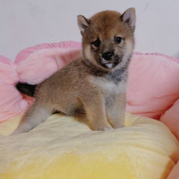 柴犬(豆柴)【奈良県・男の子・2024年6月14日・赤】の写真「垂れ目が可愛すぎる」