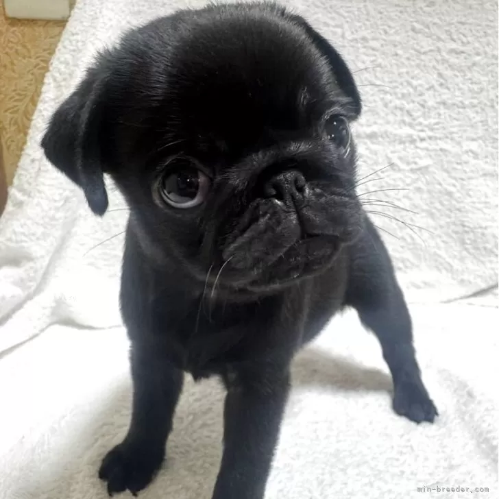 ID:2507-09245の子犬