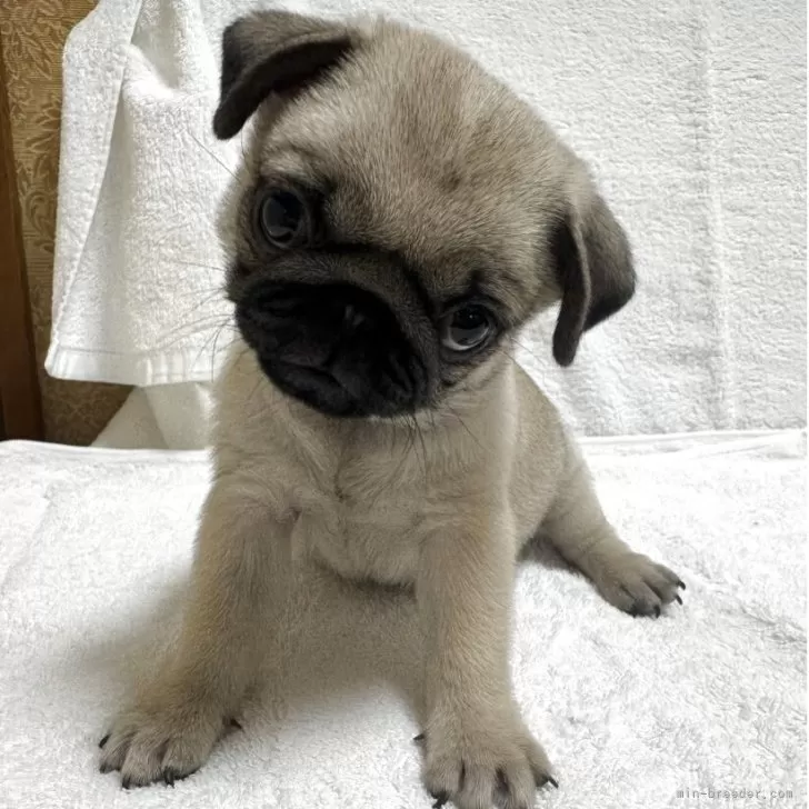 ID:2507-07410の子犬