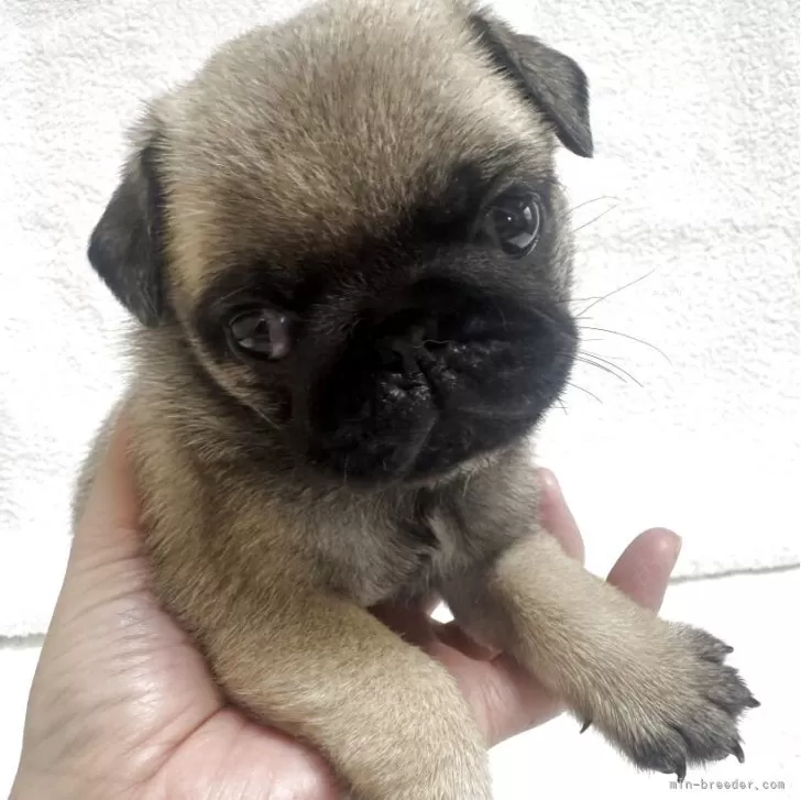 ID：2506-06521の子犬