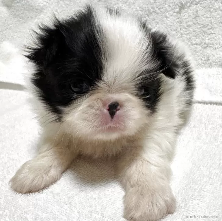 狆(チン)【岡山県・男の子・2025年10月15日・黒白】の写真1