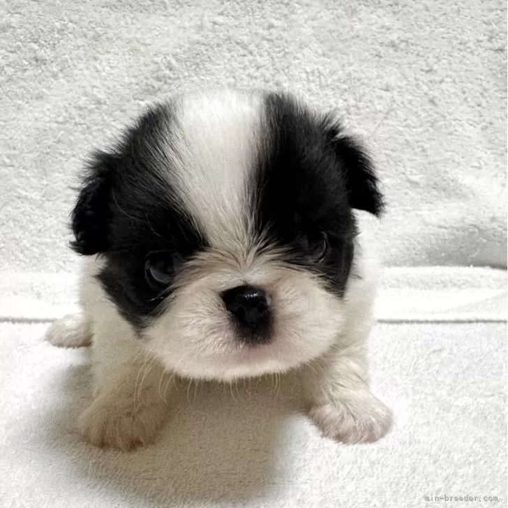 狆(チン)【岡山県・男の子・2025年10月15日・黒白】の写真1