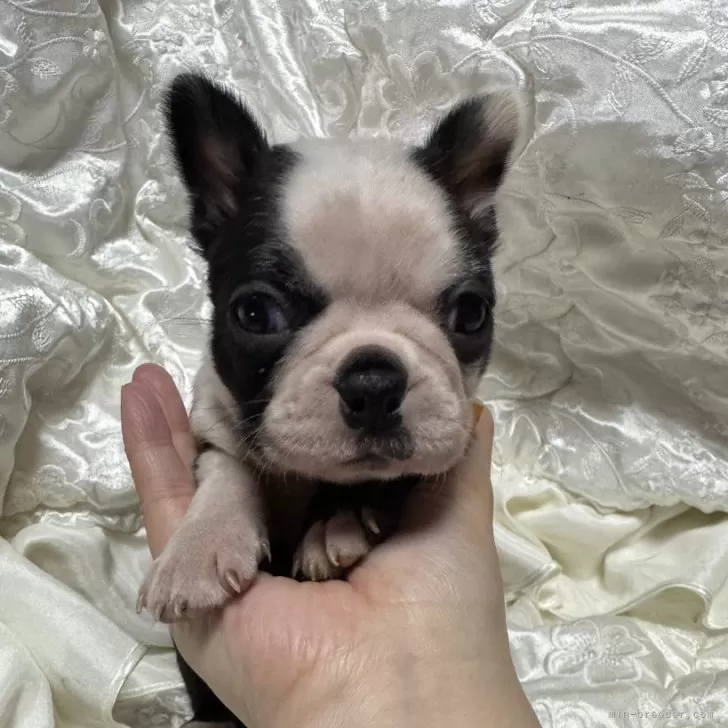 ID：2503-00196の子犬
