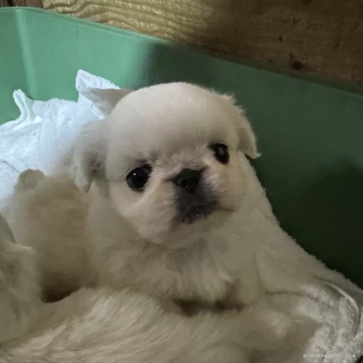 ID:2501-04463の子犬