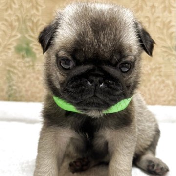 パグ【岡山県・男の子・2025年10月30日・フォーン】の写真「すくすく成長中♡」