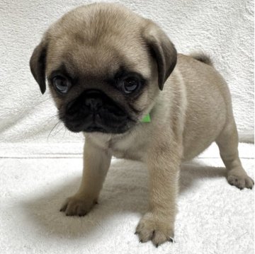 パグ【岡山県・男の子・2025年2月13日・フォーン】の写真「スクスク成長中♡」