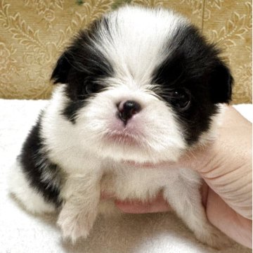 狆(チン)【岡山県・女の子・2025年11月6日・黒白】の写真「すくすく成長中♡」