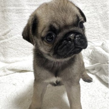 パグ【岡山県・女の子・2025年3月13日・フォーン】の写真「スクスク成長中♡」