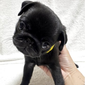 パグ【岡山県・女の子・2025年6月4日・ブラック】の写真「すくすく成長中♡」