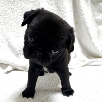 パグ【岡山県・男の子・2025年4月17日・ブラック】の写真「スクスク成長中♡」