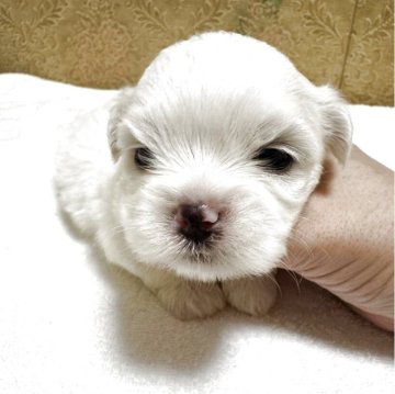 ミックス(ペキニーズ×マルチーズ)【岡山県・女の子・2025年10月22日・ホワイト】の写真「すくすく成長中♡」