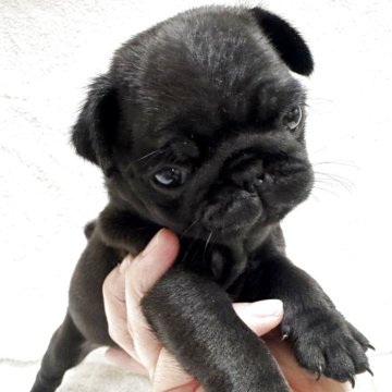 パグ【岡山県・女の子・2025年9月24日・ブラック】の写真「すくすく成長中♡」