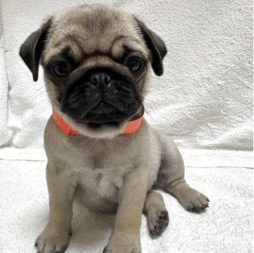 パグ【岡山県・女の子・2025年2月13日・フォーン】の写真「スクスク成長中♡」