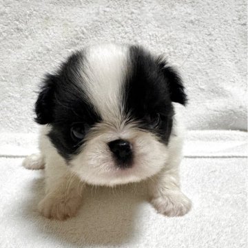 狆(チン)【岡山県・男の子・2025年10月15日・黒白】の写真「すくすく成長中♡」