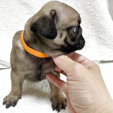 パグ【岡山県・女の子・2025年4月17日・フォーン】の写真「スクスク成長中♡」