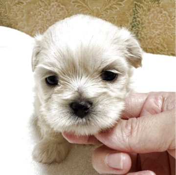 ミックス(ペキニーズ×マルチーズ)【岡山県・女の子・2025年10月22日・ホワイト】の写真「すくすく成長中♡」