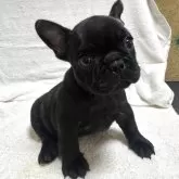 フレンチブルドッグ