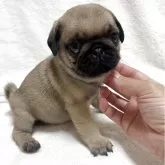 パグ