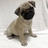 パグ