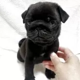 パグ
