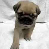 パグ