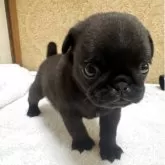 パグ