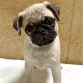 パグ