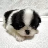 狆(チン)【岡山県・男の子・2025年10月15日・黒白】の写真3