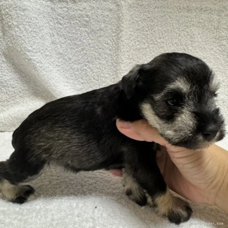 ID：2311-04549の子犬