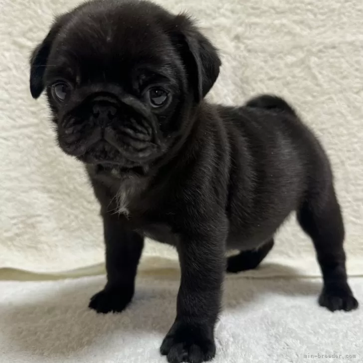 ID:2401-05009の子犬