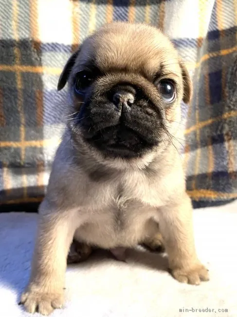 ID:2004-01060の子犬