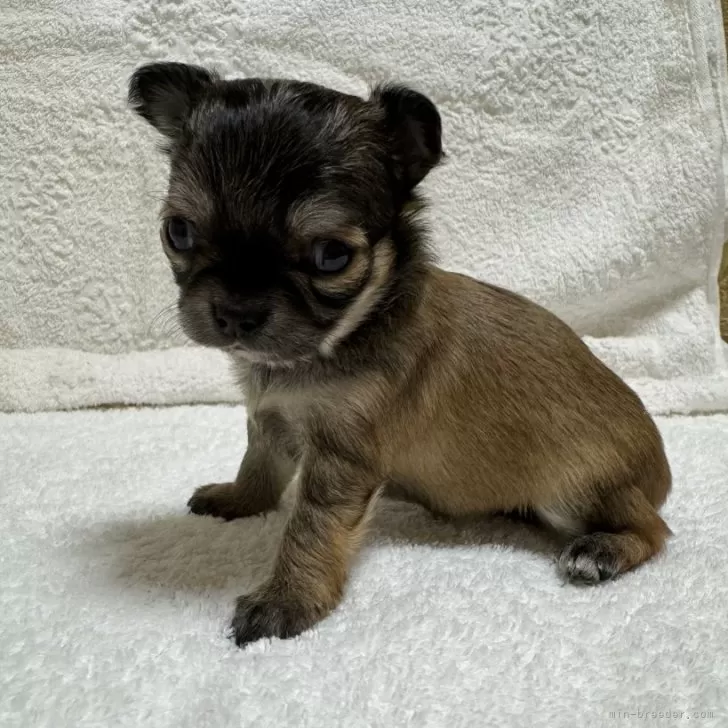 ID：2401-01619の子犬