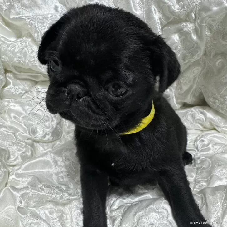 ID：2409-02624の子犬