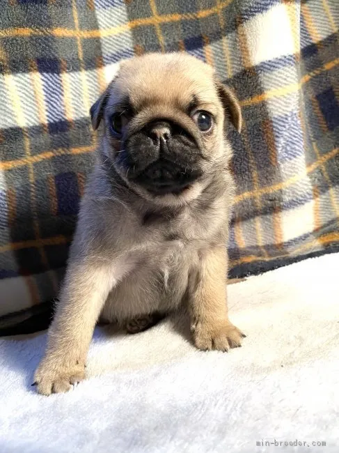 ID：2003-03104の子犬
