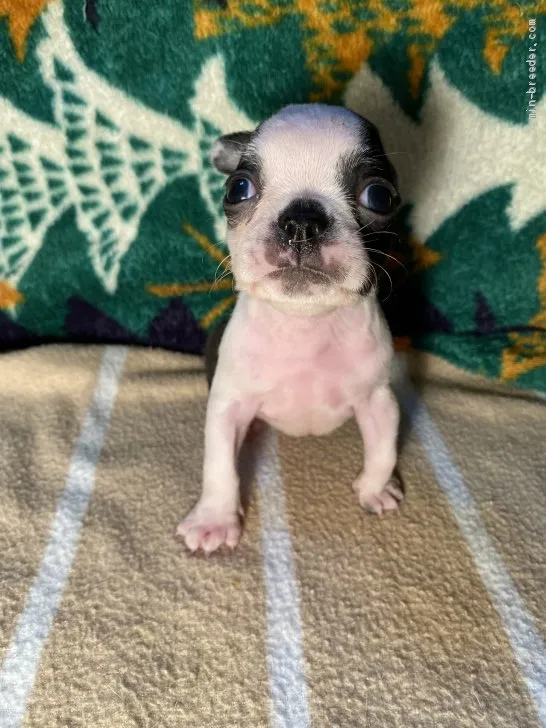 ID：2008-03223の子犬